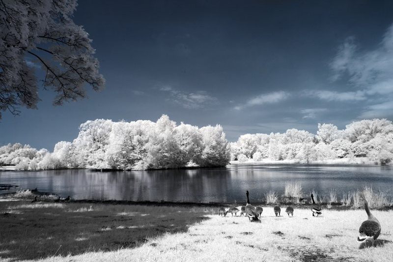 摄影技巧：红外摄影下的绿色变成了雪景--阿里百秀